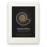 Ammonites