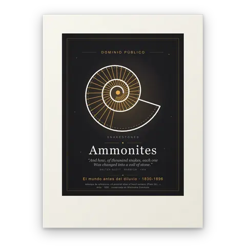Ammonites