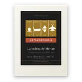 La cadena de Merian