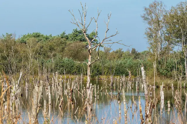 Abgestorbene Bäume im Dänikhorster Moor (Bad Zwischenahn 2024)