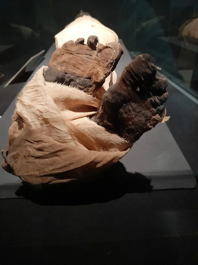 Ahmose I mummy, caudal view 2