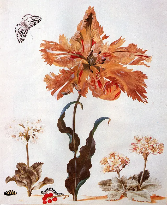 A Parrot Tulip, Auriculas, and Red Currants, with a Magpie Moth, its Caterpillar and Pupa