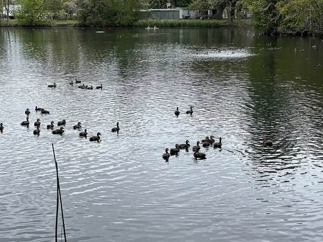 Birds on the lake in Audubon Park - March 2024