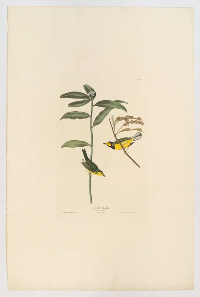 Hooded Warbler. Sylvia mitrata [current name: Hooded Warbler. Wilsonia citrina], from "The Birds of America," plate CX