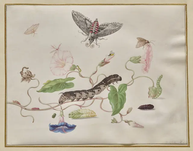 Convolvulus and Metamorphosis of the Convolvulus Hawk Moth