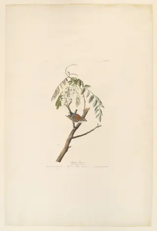Chipping Sparrow. Fringilla socialis