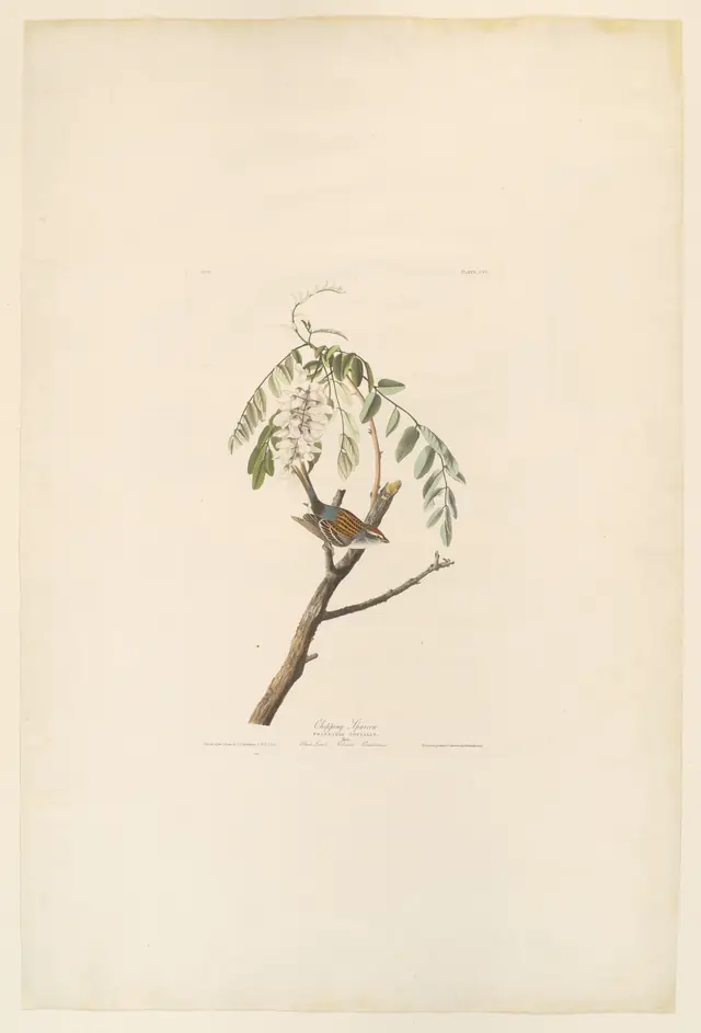 Chipping Sparrow. Fringilla socialis [current name: Chipping Sparrow. Spizella passerina], from "The Birds of America," plate CIV