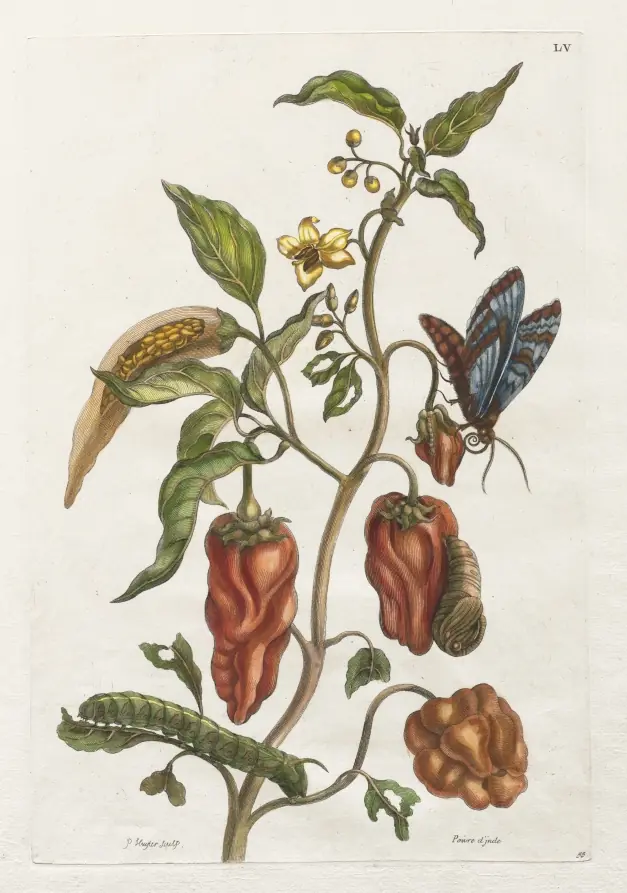 Histoire générale des insects de Suriname et de toute l'Europe: Vol I, No. 55 - Poivre d'inde