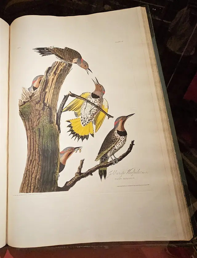 Audobon - Birds of America - HLABG