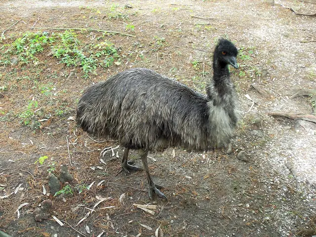 Audubon Zoo New Orleans Bird 2010