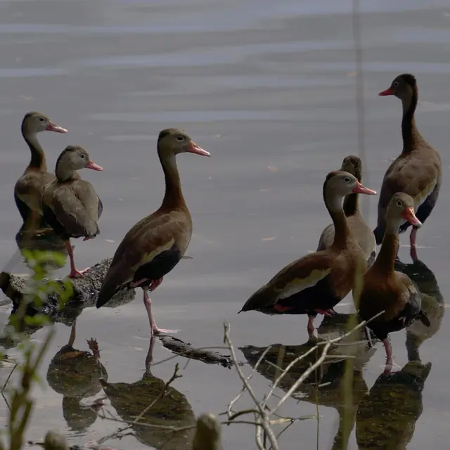 Birds of Audubon Park (New Orleans) April 2024 - 1