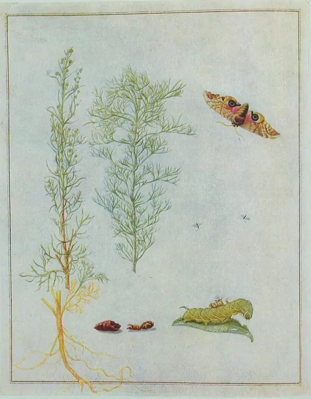 Eberraute von Maria Sibylla Merian gemeinsam mit Johanna Herolt und Dorothea Graff