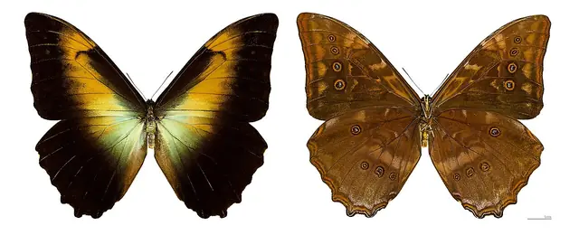 Morpho telemachus telemachus MHNT