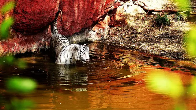 King of the Indian Jungle