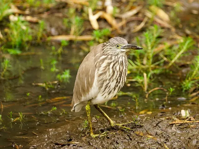 Indian Pond Heron Bokkapuram Mar21 DSC01447