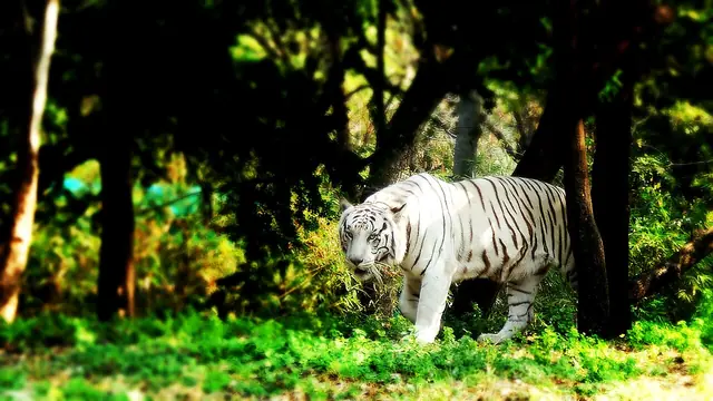 Master of Indian Jungle