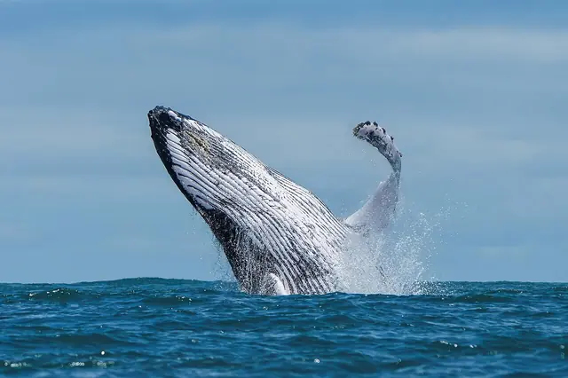 001 Humpback whale breaching in Ballena Marine National Park Photo by Giles Laurent