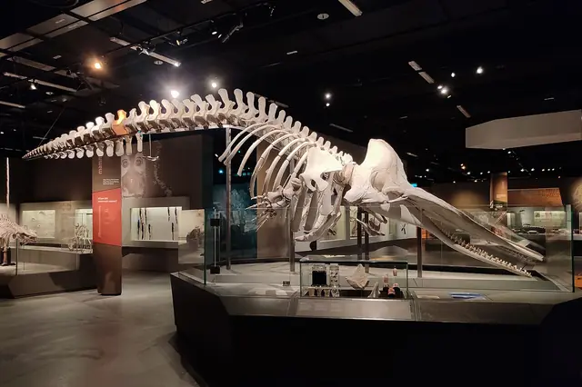 Skeleton of Sperm Whale (Physeter macrocephalus), Lee Kong Chian Natural History Museum (101244)