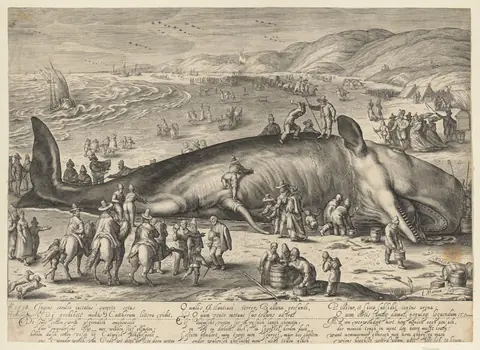 Sperm whale beached near Berkhey on 3 February, 1598