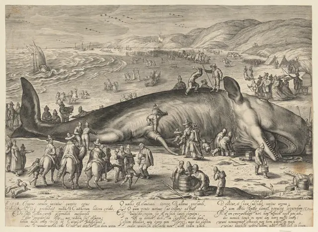 Sperm whale beached near Berkhey on 3 February, 1598