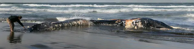 A beachcomber is touching a dead whale washed ashore at Ocean beach edit 1