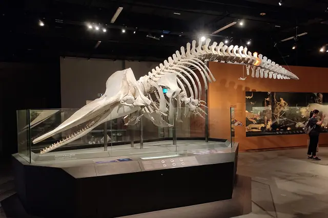 Skeleton of Sperm Whale (Physeter macrocephalus), Lee Kong Chian Natural History Museum (105036)