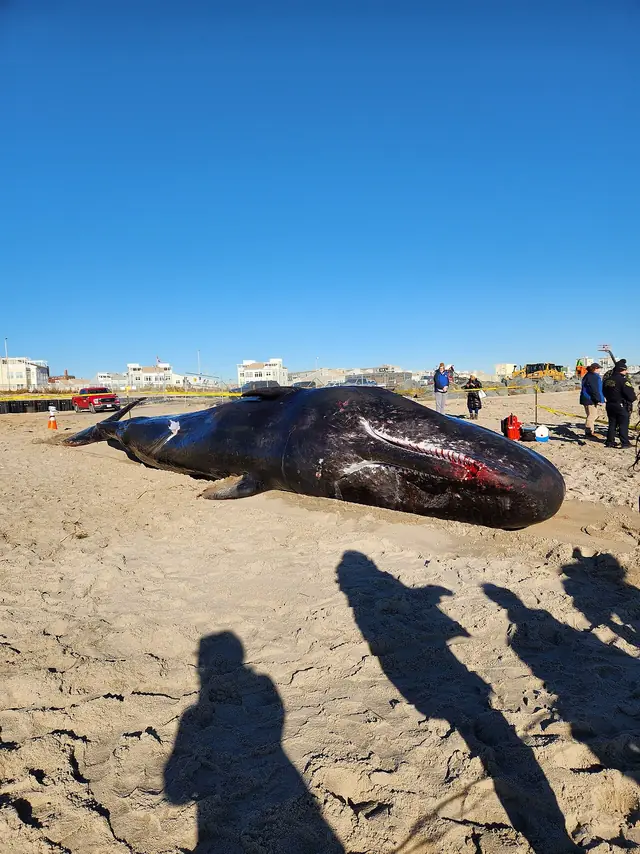 Physeter macrocephalus 247776553