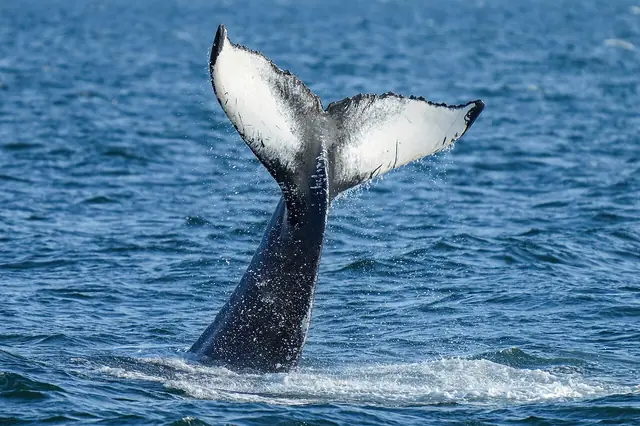 031 Humpback whale lobtailing Photo by Giles Laurent