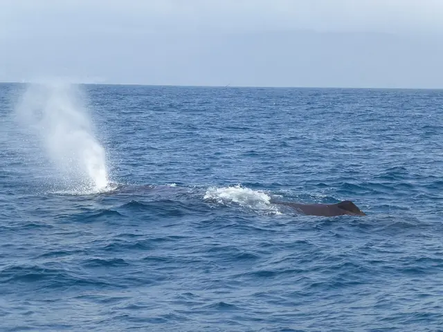 6(3) Sperm whale (Physeter macrocephalus)