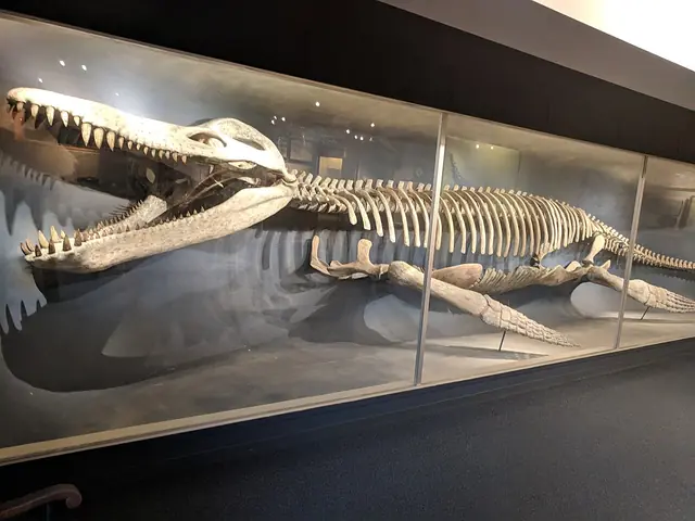 Ancient Whale Fossil-Skeleton