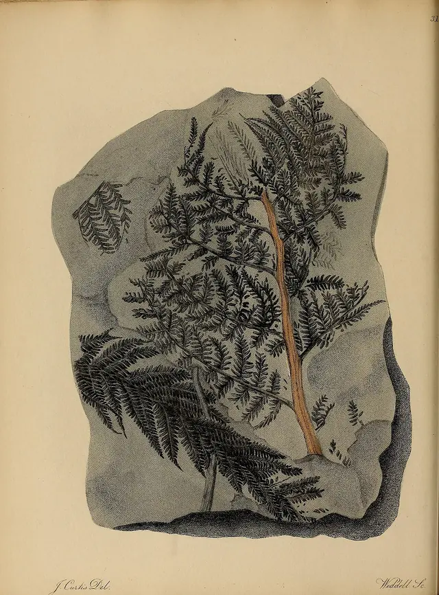A pictorial atlas of fossil remains (Plate 31) BHL31204113
