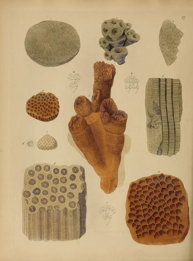 A pictorial atlas of fossil remains (Plate 37) BHL31204139
