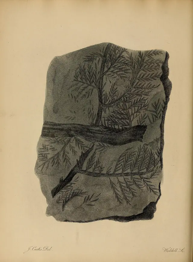 A pictorial atlas of fossil remains (Plate 32) BHL31204117