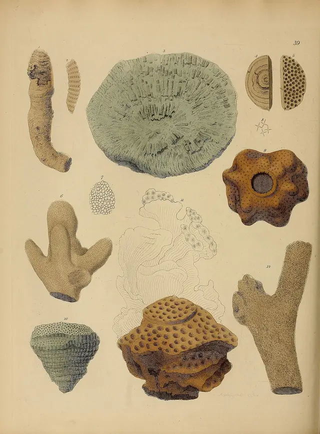 A pictorial atlas of fossil remains (Plate 39) BHL31204147