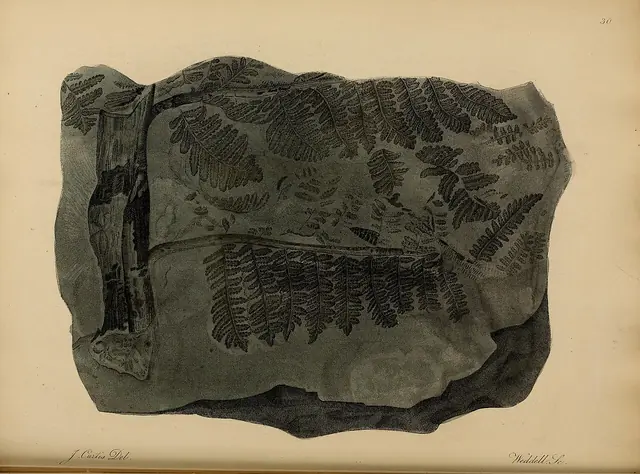 A pictorial atlas of fossil remains (Plate 30) BHL31204109