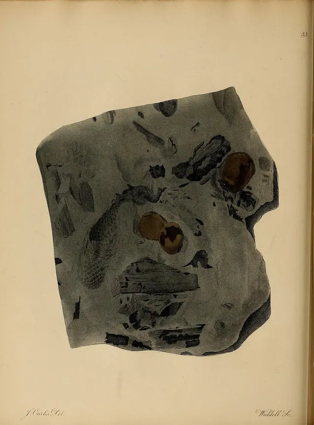 A pictorial atlas of fossil remains (Plate 33) BHL31204121