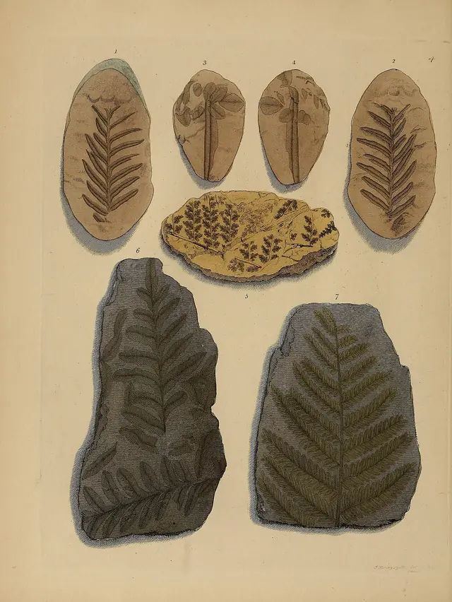 A pictorial atlas of fossil remains (Plate 4) BHL31203967