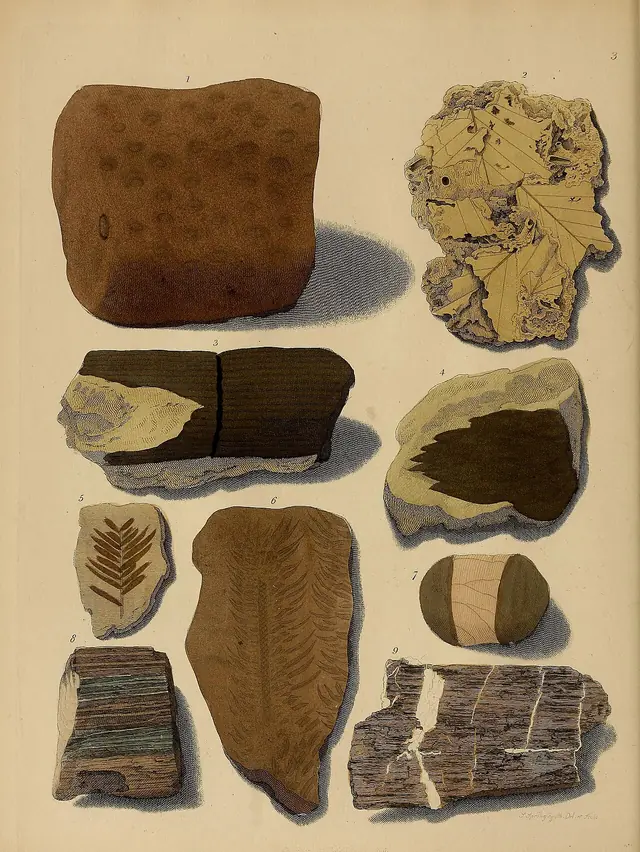 A pictorial atlas of fossil remains (Plate 3) BHL31204001