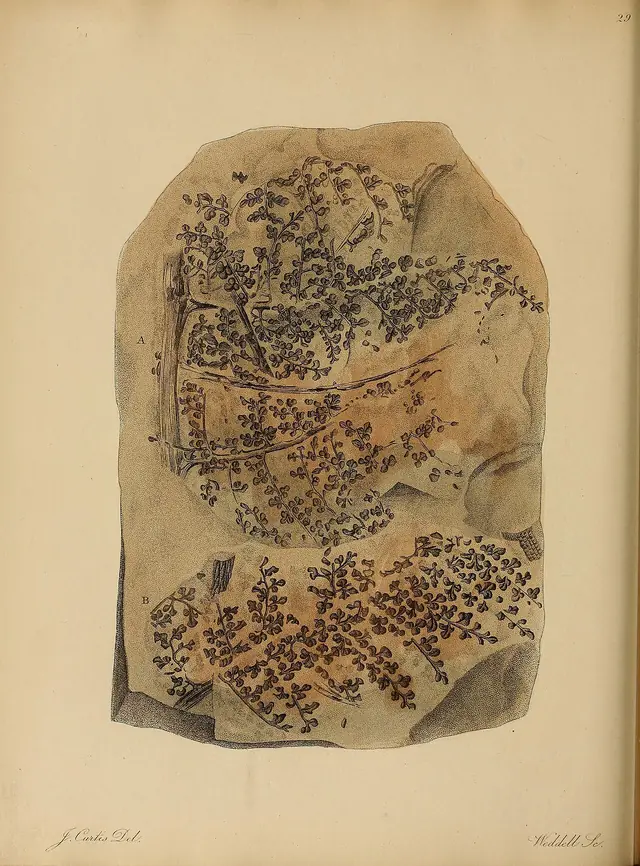 A pictorial atlas of fossil remains (Plate 29) BHL31204105