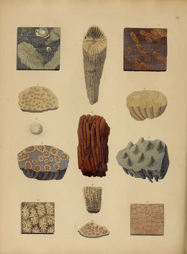 A pictorial atlas of fossil remains (Plate 38) BHL31204143