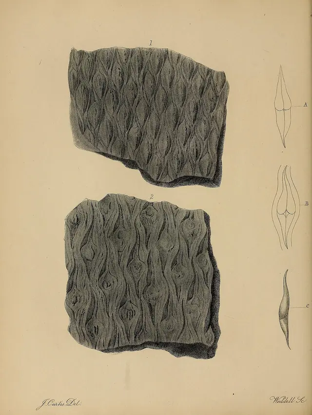 A pictorial atlas of fossil remains (Plate 26) BHL31204093