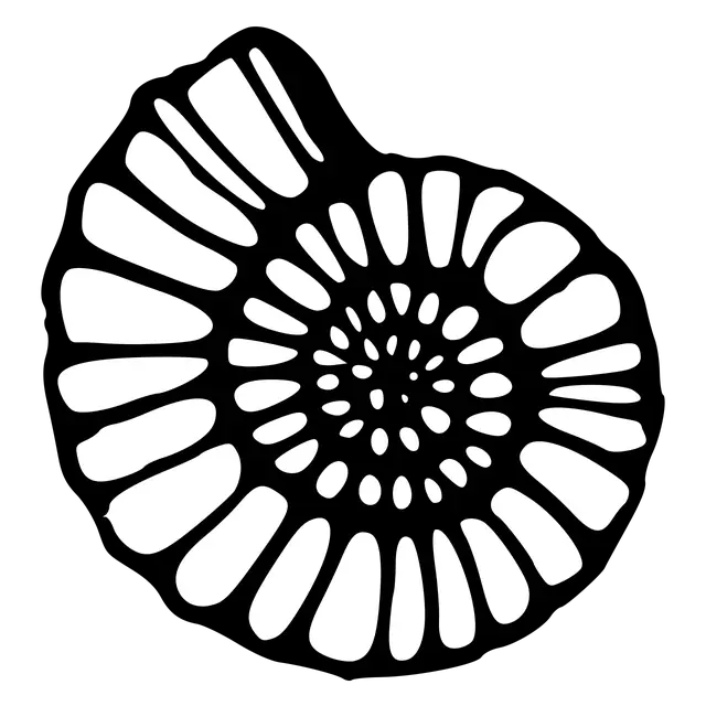Ammonite shell with many segments and traced-looking linework