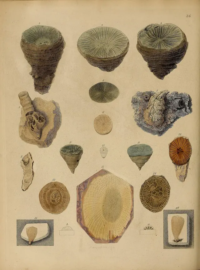 A pictorial atlas of fossil remains (Plate 36) BHL31204135