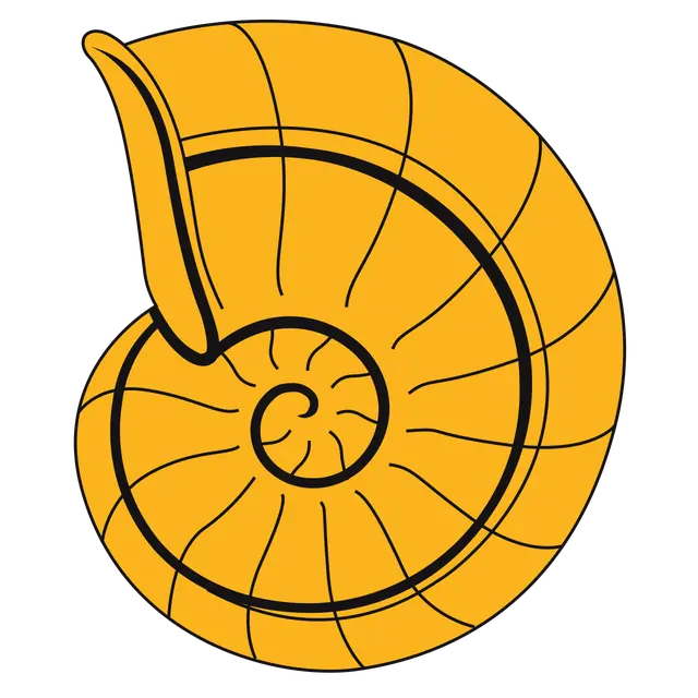 Ammonite shell with double stripe