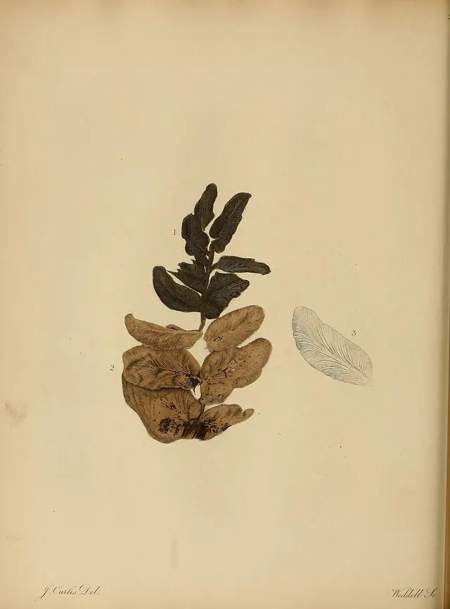 A pictorial atlas of fossil remains (Plate 28) BHL31204101