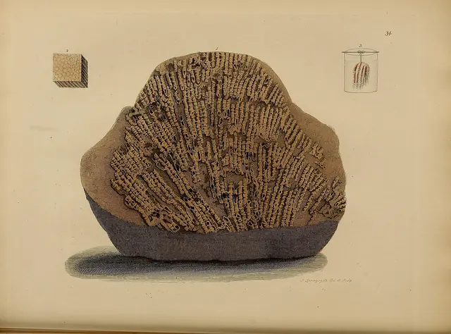 A pictorial atlas of fossil remains (Plate 34) BHL31204127