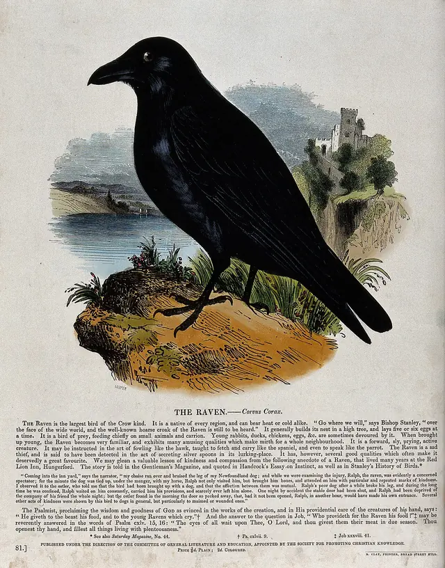 A raven standing on a mountain overlooking a castle and a ri