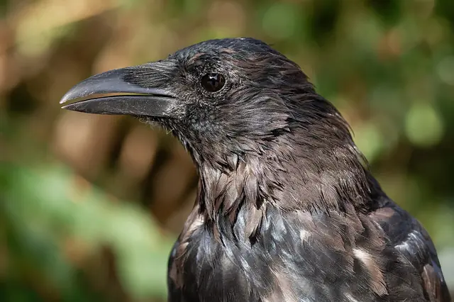 Corvus corone Bob 20190916 t170115