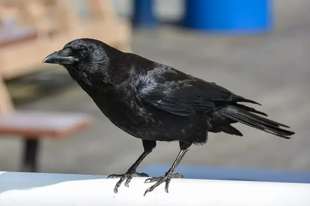 2014-04-29 02 Northwestern crow (Corvus brachyrhynchos caurinus)