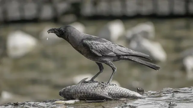 Corvus splendens feasting @ Kuala Lumpur (5s, p2)